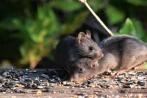 Peur des rats dans votre maison ? Voici comment agir efficacement !