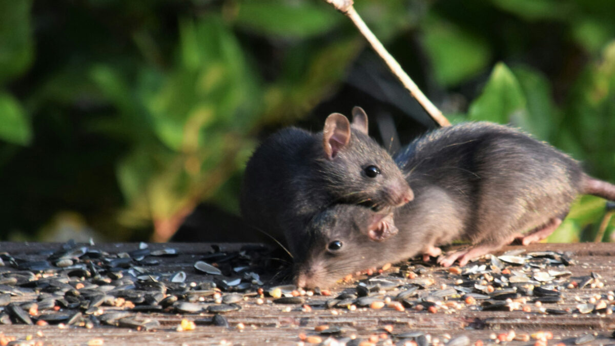 Peur des rats dans votre maison ? Voici comment agir efficacement !